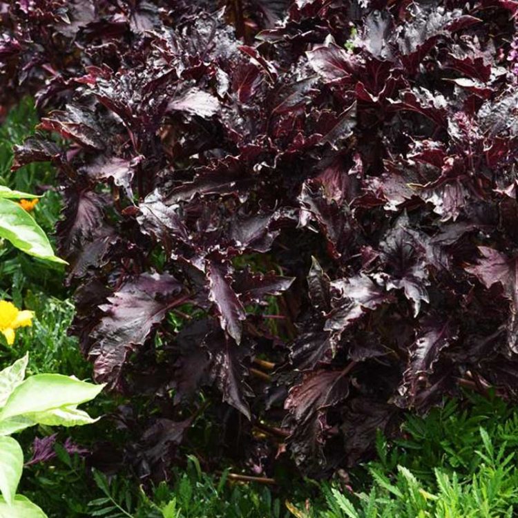 Seminte de plante aromatice Basil Purple Ruffles