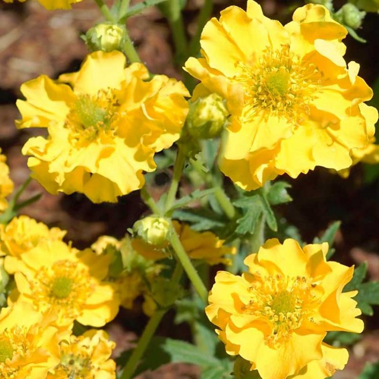 Seminte de flori Geum Hybrida Lady Stratheden Goldball