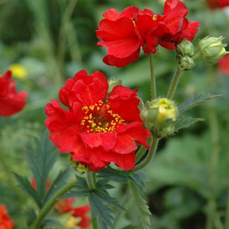 Seminte de flori Geum Hybrida Mrs Bradshaw Fireball