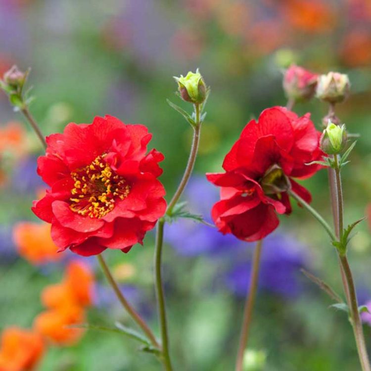 Seminte de flori Geum Hybrida Mrs Bradshaw Fireball