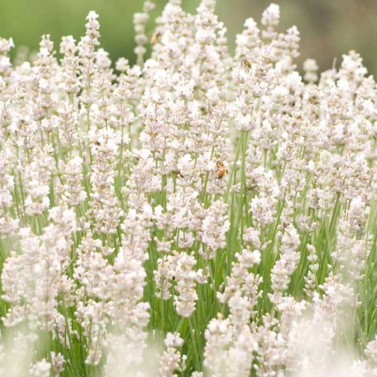 Seminte de flori Lavandula Angustifolia Ellagance Snow