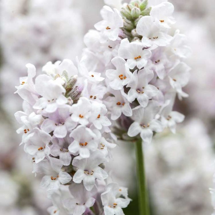 Seminte de flori Lavandula Angustifolia Ellagance Snow