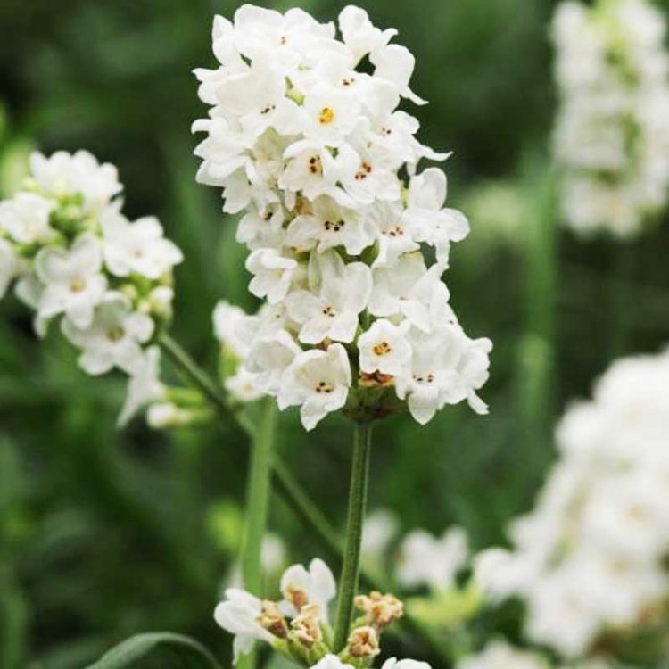 Seminte de flori Lavandula Angustifolia Ellagance Snow