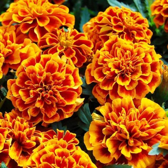Seminte de flori Marigold French Bolero Tagetes Patula Nana