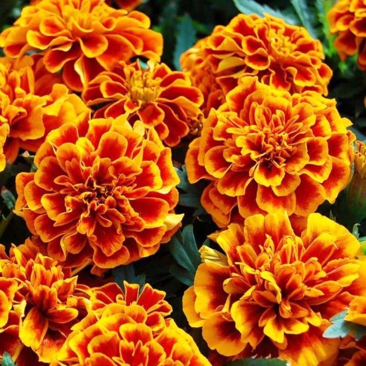 Seminte de flori Tagetes Patula Nana Double Bolero