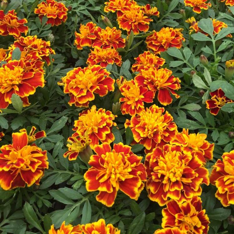 Seminte de flori Tagetes Patula Nana Double Bolero