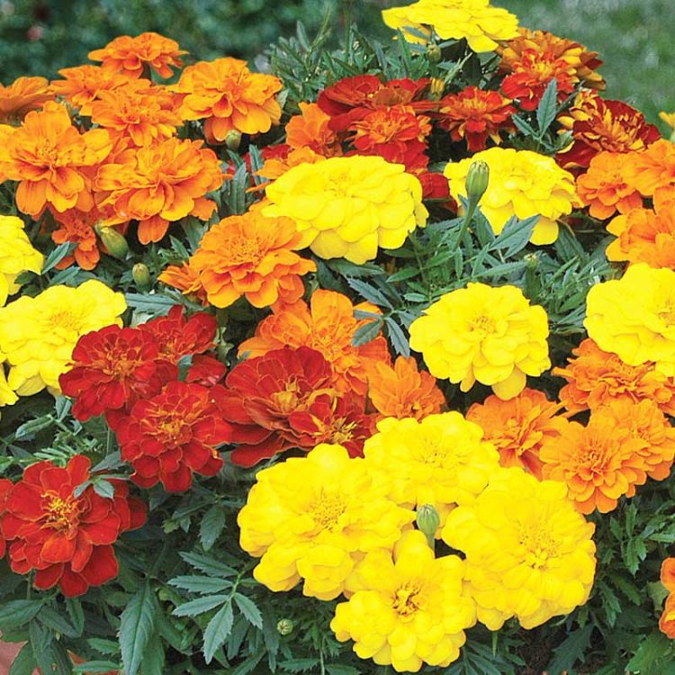 Seminte de flori Marigold French Bonita Tagetes Patula