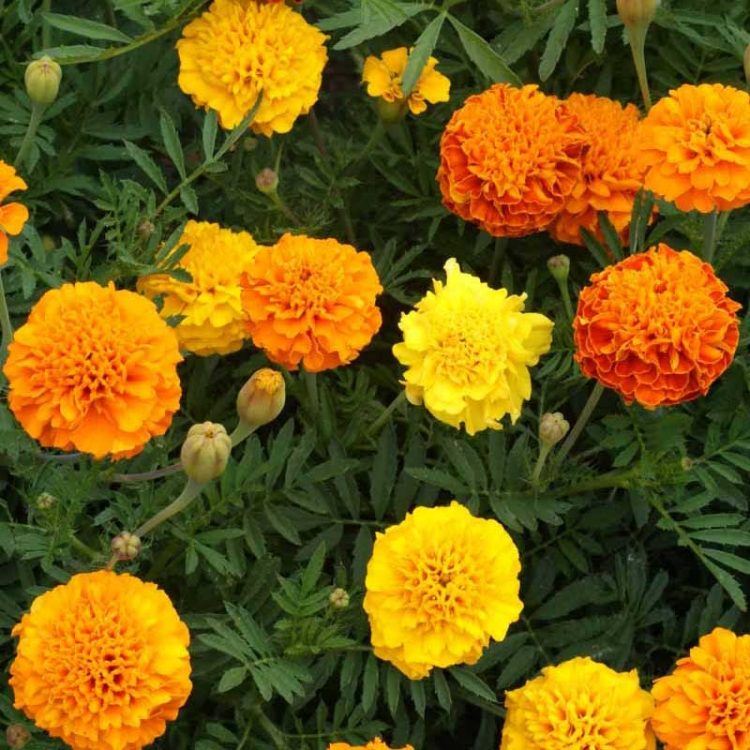 Seminte de flori Marigold French Bonita Tagetes Patula