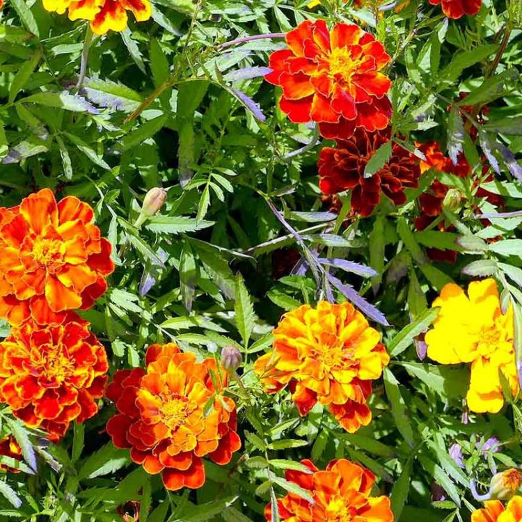 Seminte de flori Marigold French Bonita Tagetes Patula