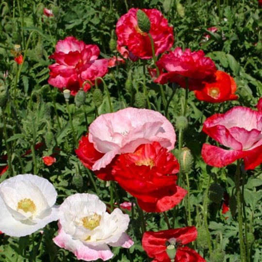 Seminte de flori Poppy Papaver Rhoeas Shirley Double Mixed