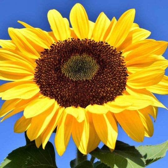 Seminte de flori Sunflower Giant Single Helianthus Annuus Giganteus