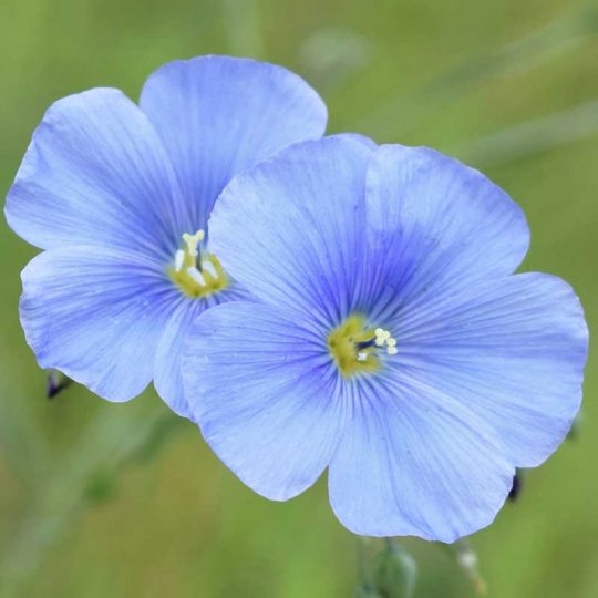 Seminte de flori Linum Nanum Saphir Light Blue