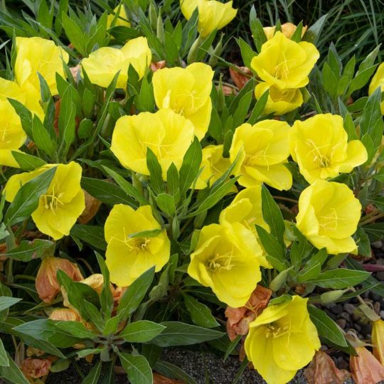 Seminte de flori Oenothera Missouriensis Golden Age