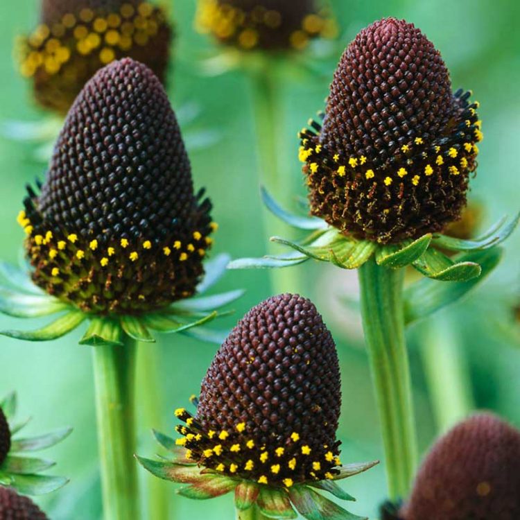 Seminte de flori Rudbeckia Occidentalis Green Wizard