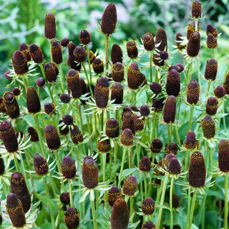 Seminte de flori Rudbeckia Occidentalis Green Wizard