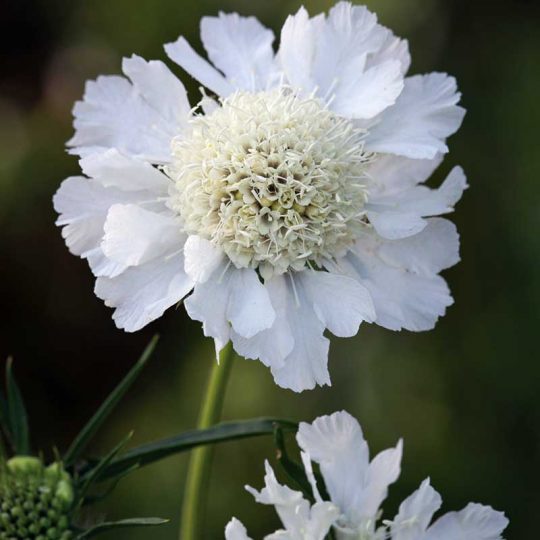 Seminte de flori Scabiosa Caucasica Perfecta Alba