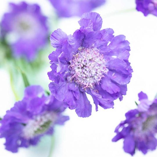 Seminte de flori Scabiosa Caucasica Perfecta Lavender Blue