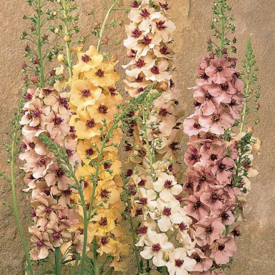 Seminte de flori Verbascum Hybrida Southern Charm