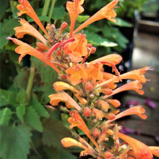 Seminte de flori Agastache Aurantiaca Orangeade Orange