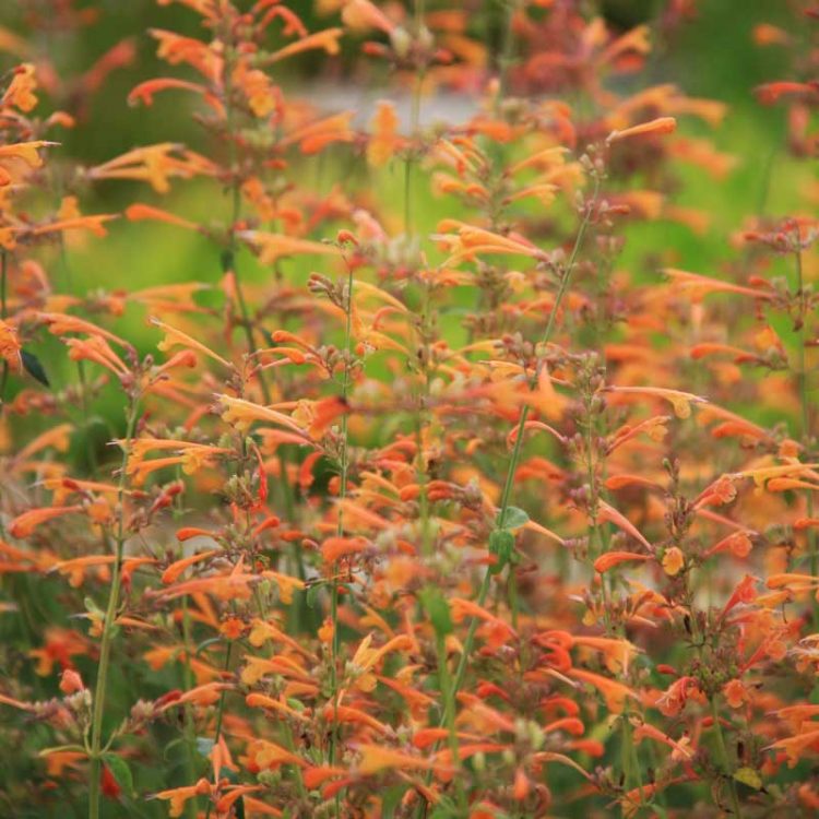 Seminte de flori Agastache Aurantiaca Orangeade Orange
