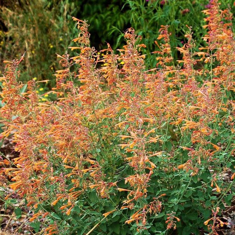 Seminte de flori Agastache Aurantiaca Orangeade Orange