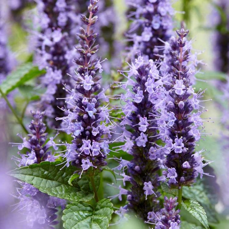 Seminte de flori Agastache Urticifolia Coerulea Blue