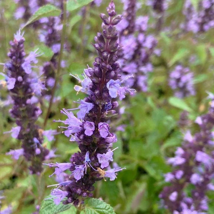 Seminte de flori Agastache Urticifolia Coerulea Blue