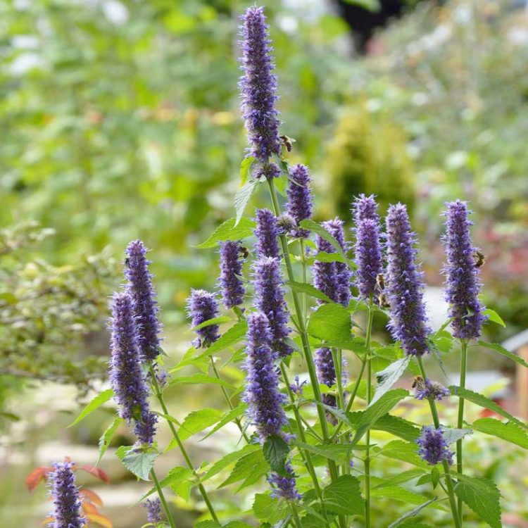 Seminte de flori Agastache Urticifolia Coerulea Blue