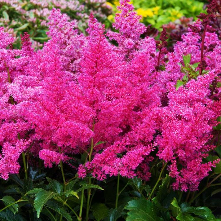 Seminte de flori Astilbe Arendsii Astary Rose