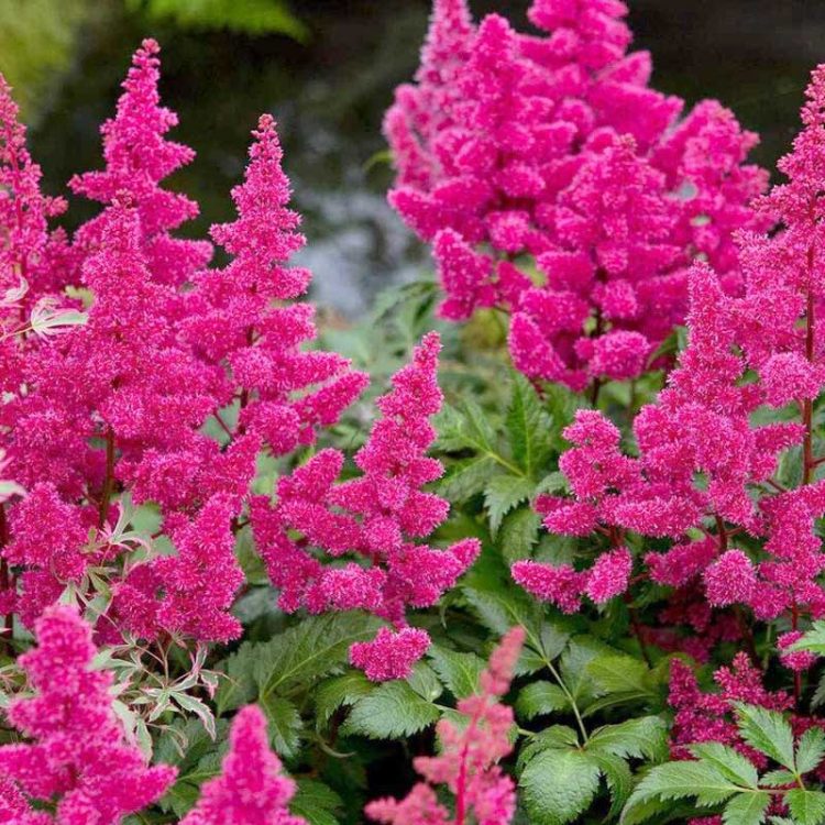 Seminte de flori Astilbe Arendsii Astary Rose