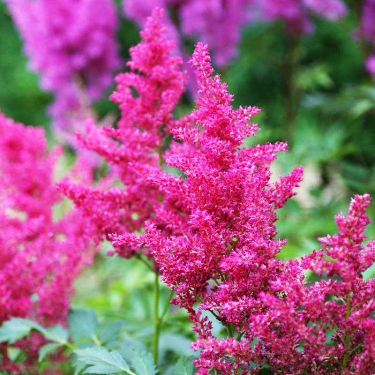 Seminte de flori Astilbe Arendsii Astary Rose
