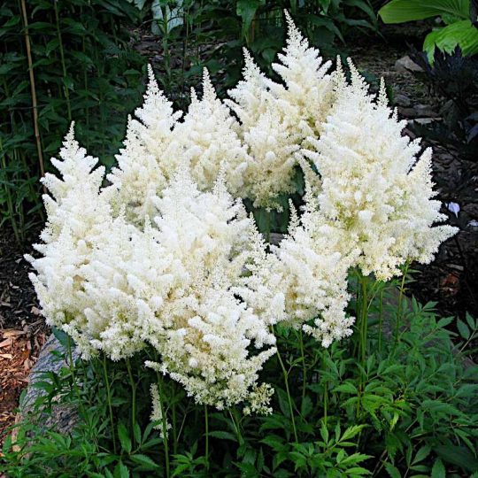 Seminte de flori Astilbe Arendsii Astary White