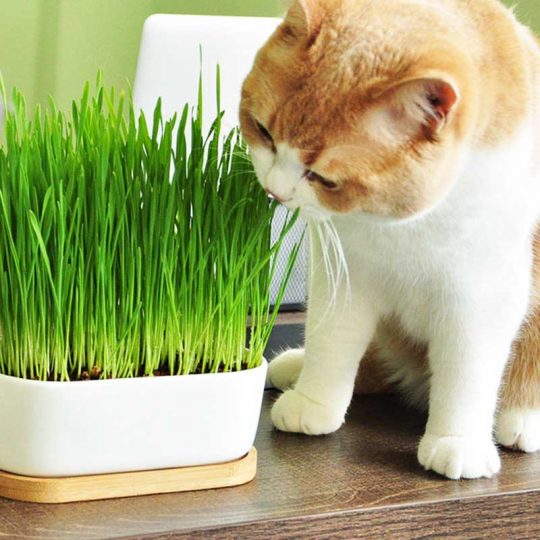 Seminte de Cat Grass Barley Hordeum Vulgare