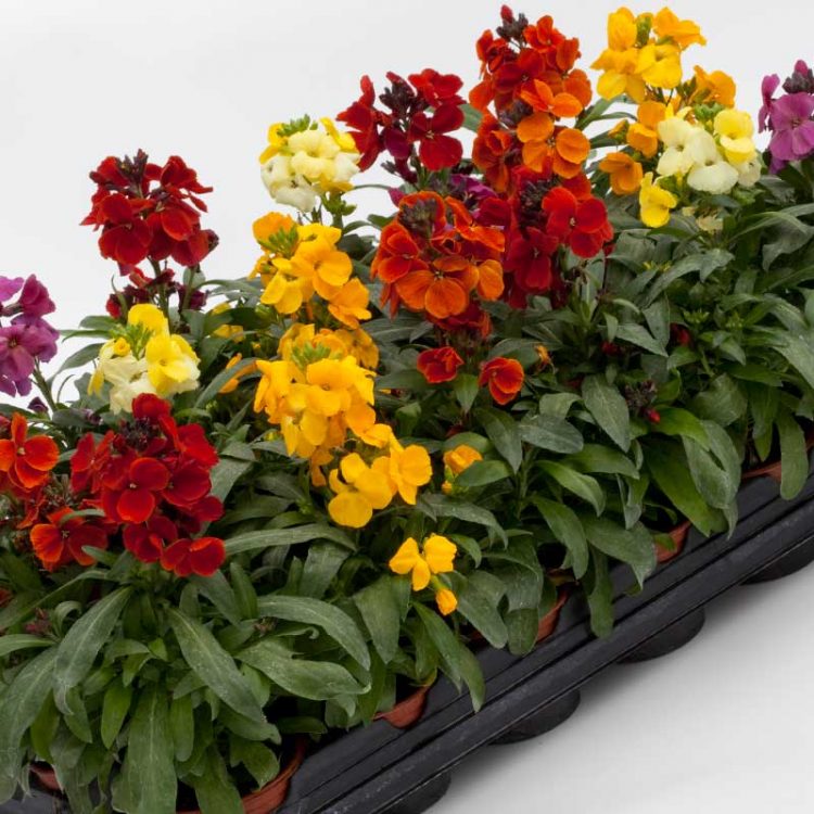 Seminte de flori Cheiranthus Cheiri Bedder Mix