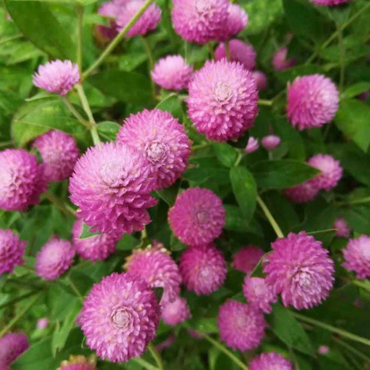 Seminte de flori Gomphrena Globosa Dwarf Buddy Rose