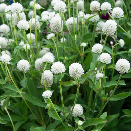 Seminte de flori Gomphrena Globosa Dwarf Buddy White