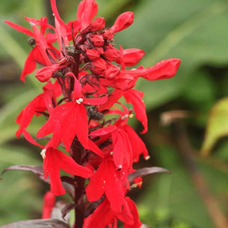Seminte de flori Lobelia Fulgens Queen Victoria
