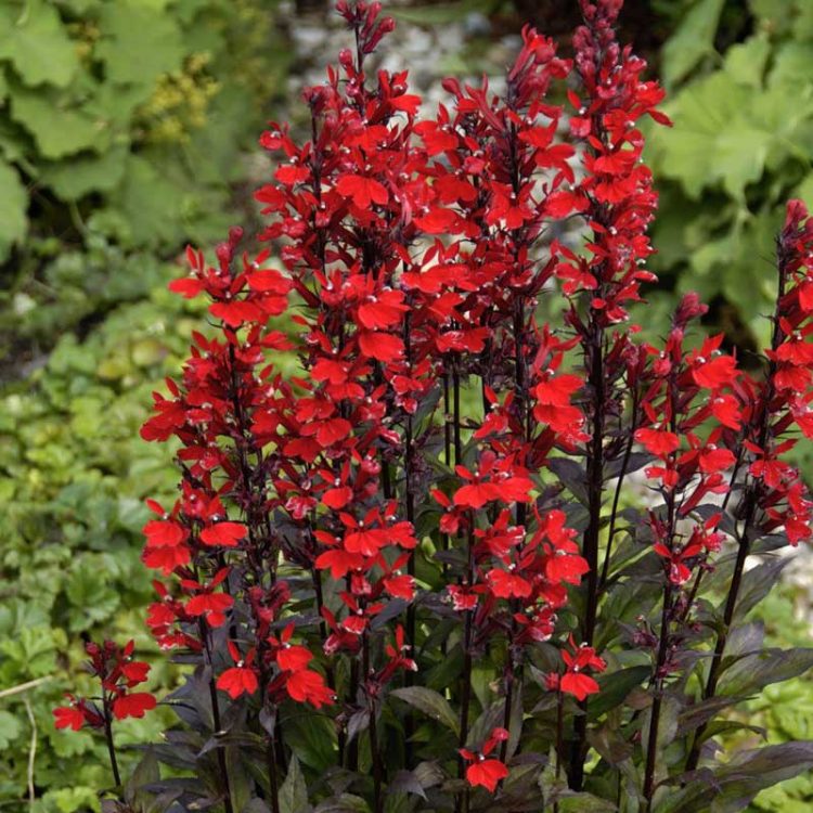 Seminte de flori Lobelia Fulgens Queen Victoria