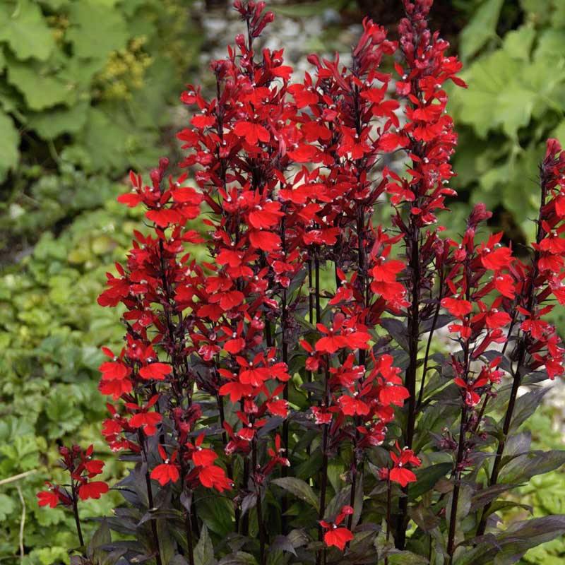 Seminte de Lobelie Lobelia Fulgens Queen Victoria