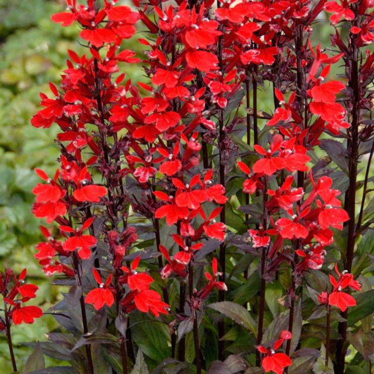 Seminte de flori Lobelia Fulgens Queen Victoria
