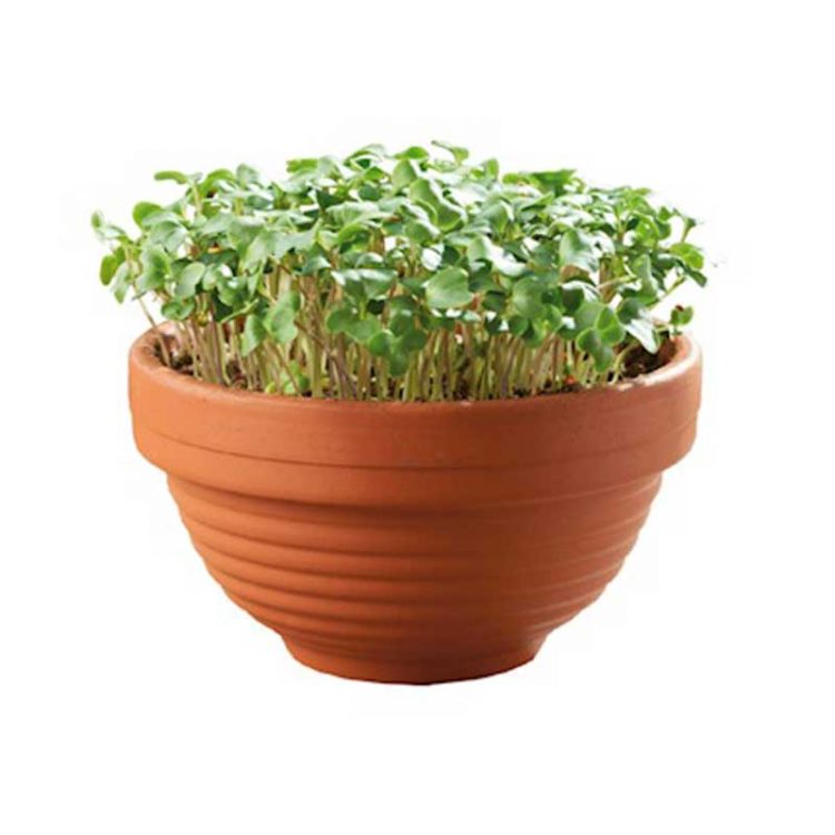Seminte pentru microgreens Borecole Curly Kale cu ghiveci ceramic