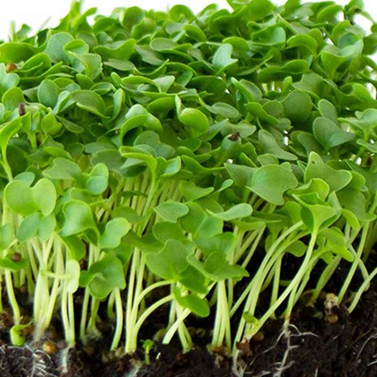 Seminte pentru microgreens Borecole Curly Kale cu ghiveci ceramic