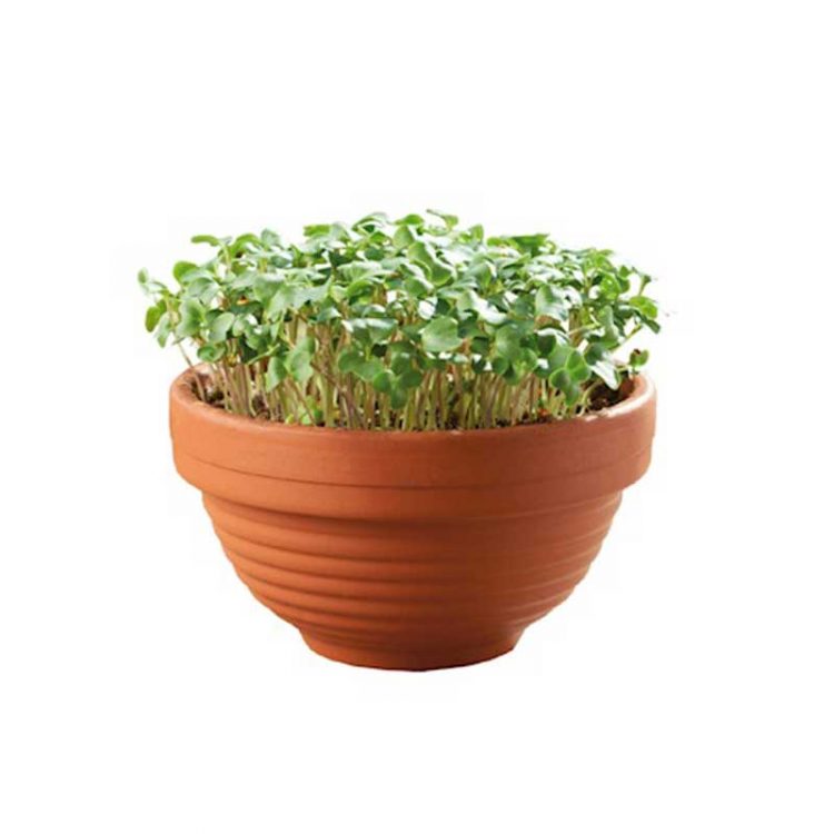 Seminte pentru microgreens Japanese Tatsoi cu ghiveci ceramic