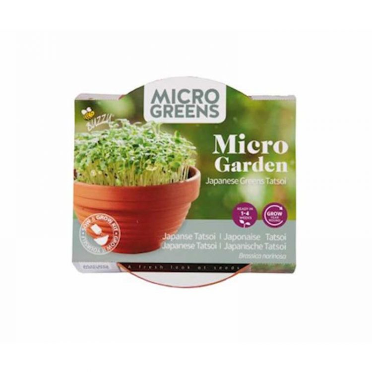 Seminte pentru microgreens Japanese Tatsoi cu ghiveci ceramic