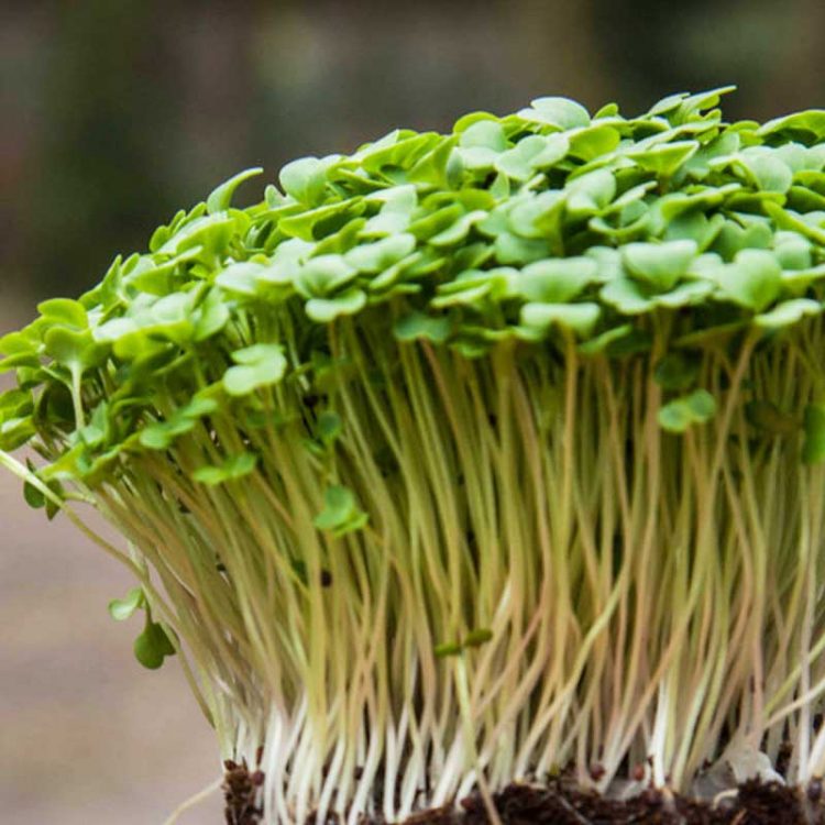 Seminte pentru microgreens Japanese Tatsoi cu ghiveci ceramic