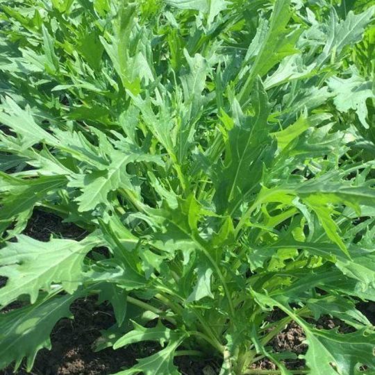 Seminte de legume Mizuna Green Brassica Juncea Japonica