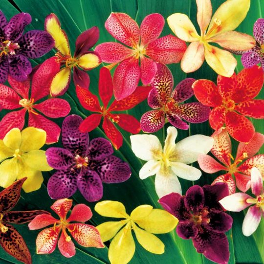 Seminte de flori Pardancanda Norrisii Mix Orchid Lily