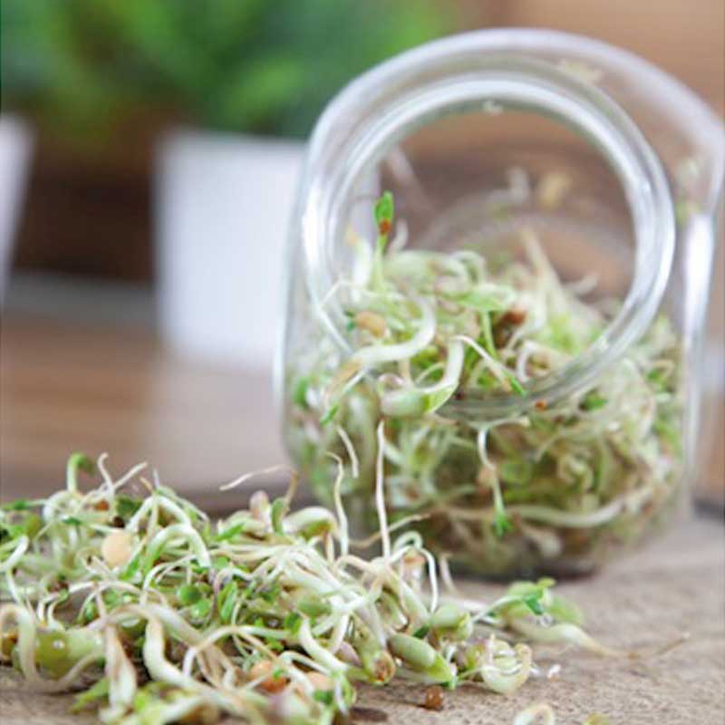 Seminte pentru germinat Salad Mix cu borcan pentru germinat