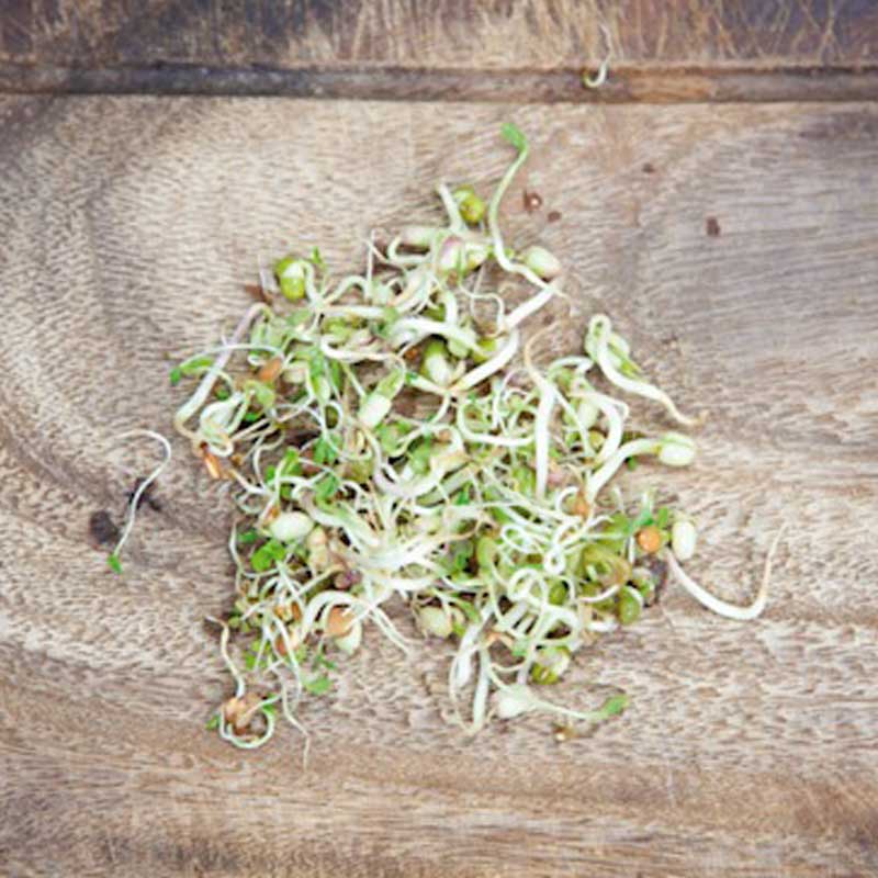 Seminte pentru germinat Salad Mix cu borcan pentru germinat