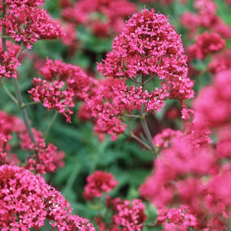 Seminte de flori Centranthus Ruber Coccineus Red Valerian
